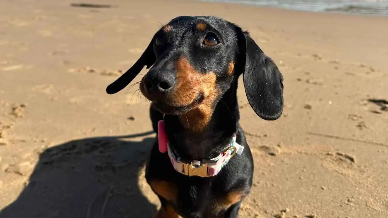 "مغامرة نادرة".. قصة إنقاذ كلبة بعد 529 يوما من البحث (فيديو)