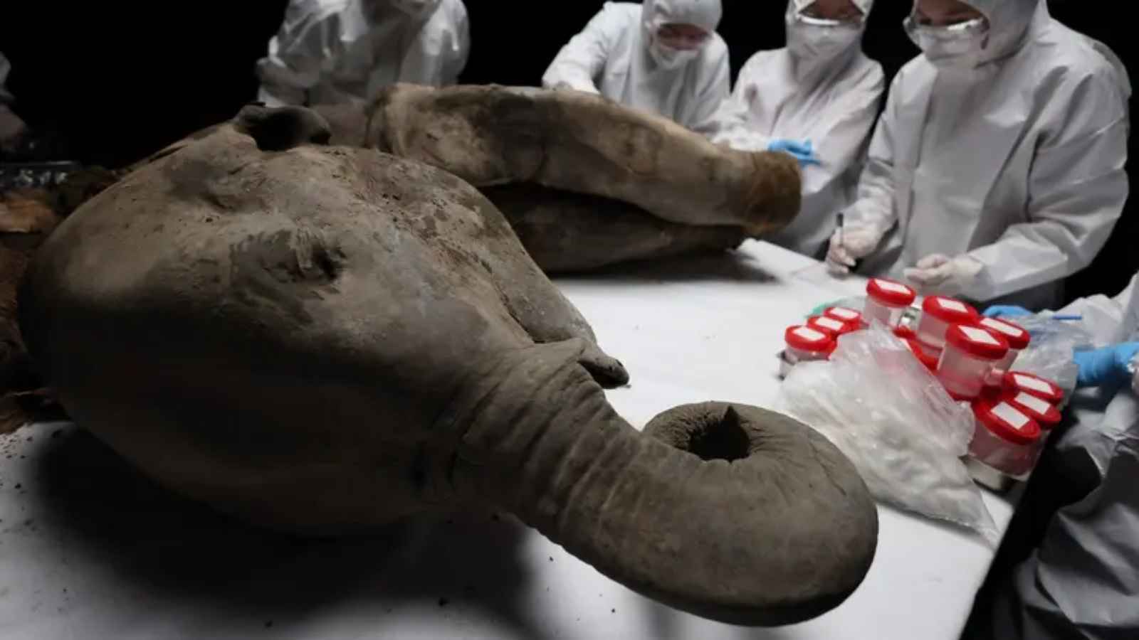 روسيا.. تشريح ماموث عمرها 130 ألف سنة يكشف "أسرارا مذهلة"