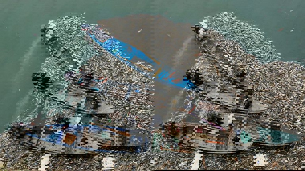 عودة ظاهرة نفوق الأسماك في العراق واستنفار لتحديد الأسباب