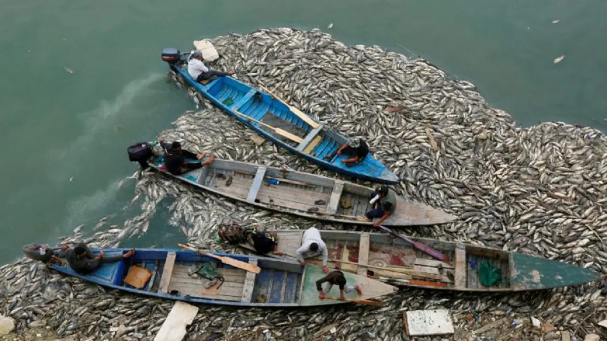 عودة ظاهرة نفوق الأسماك في العراق واستنفار لتحديد الأسباب