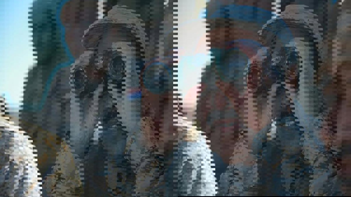 صحيفة فرنسية: علي محسن الأحمر "بابا القاعدة" في اليمن