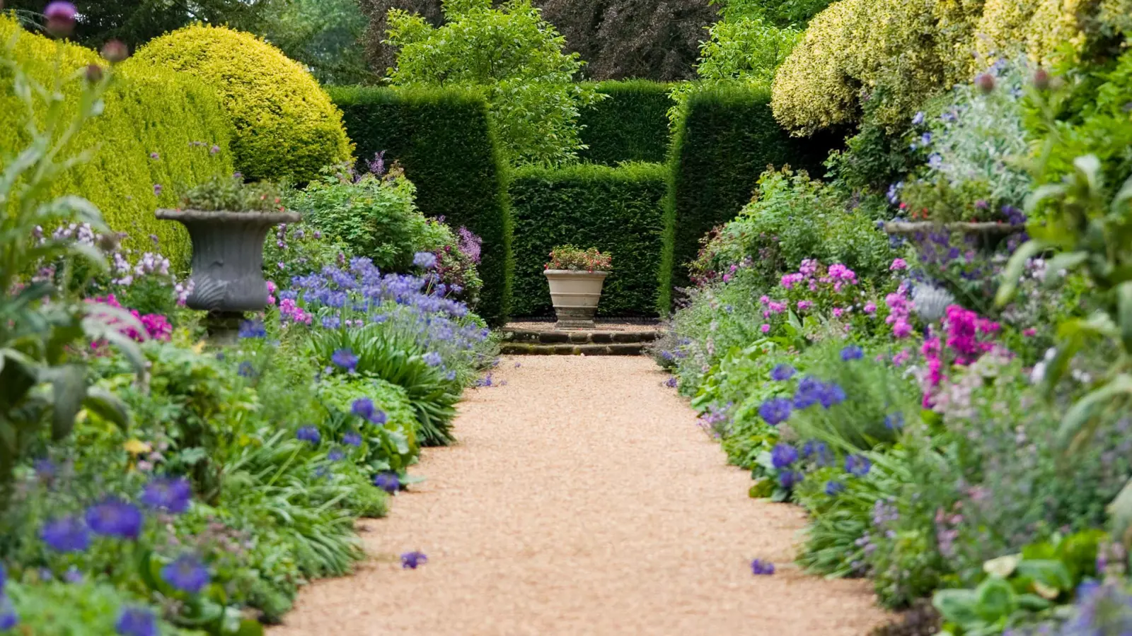 اعتقد أنها انقرضت.. ظهور زهرة أوركيد نادرة في بريطانيا (صورة)