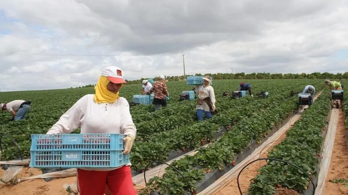 اتفاق بين الرباط ومدريد ينهي معاناة العاملات المغربيات في حقول الفراولة الإسبانية