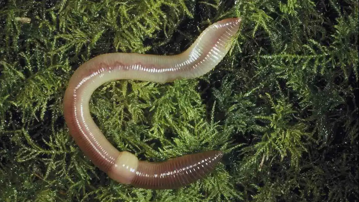 من أخطر الأنواع الغازية.. "الديدان المجنونة" تغزو كولورادو