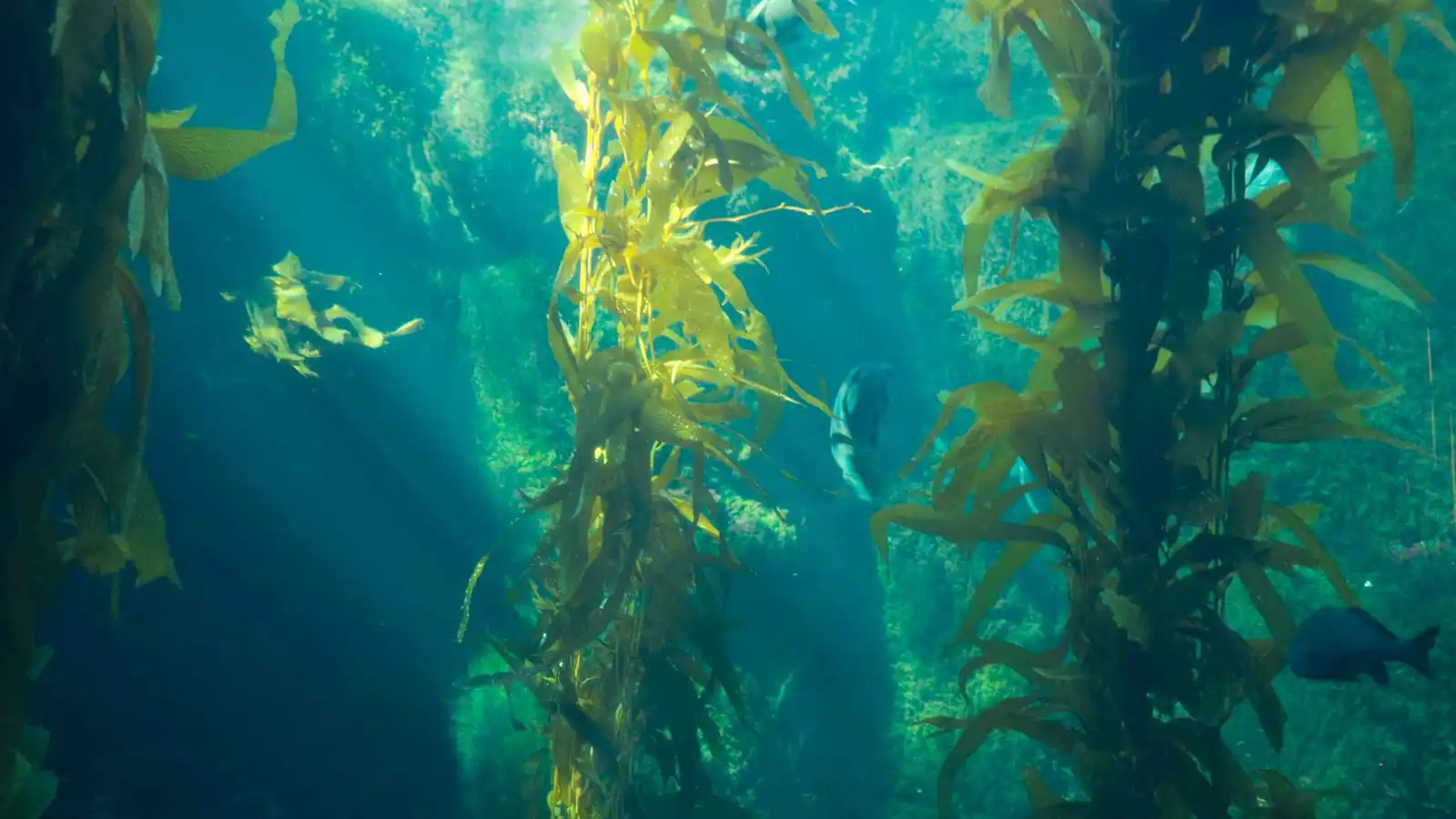 كيف تهدد الطحالب البحرية السامة صحة الإنسان؟