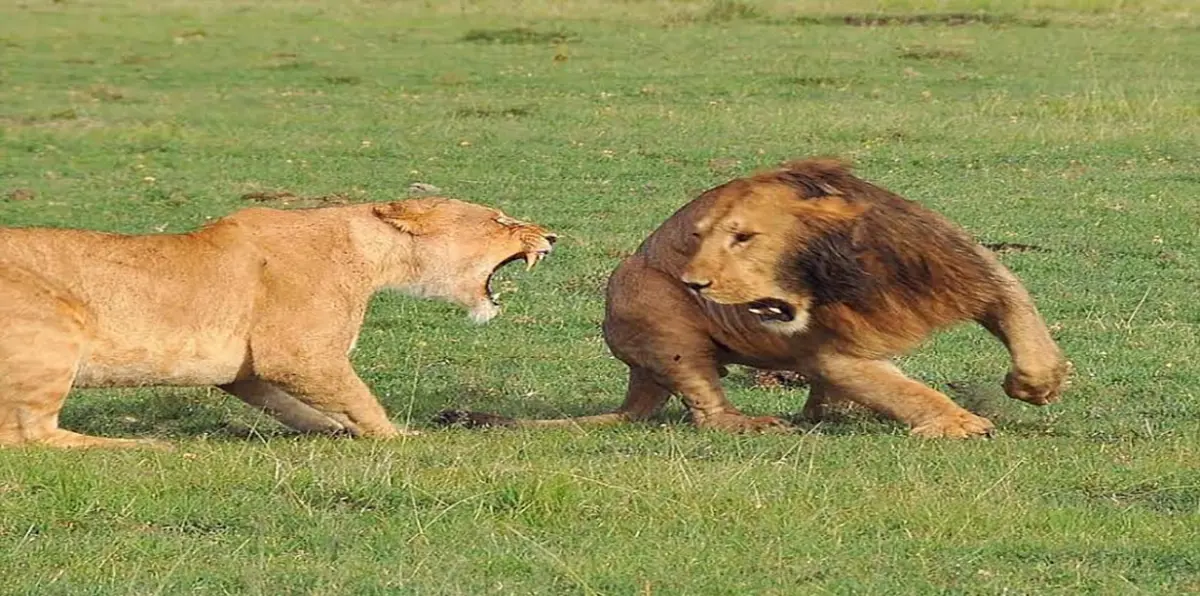 بالصور.. لبؤة شرسة تعقر وجه أسد حاول معاكستها