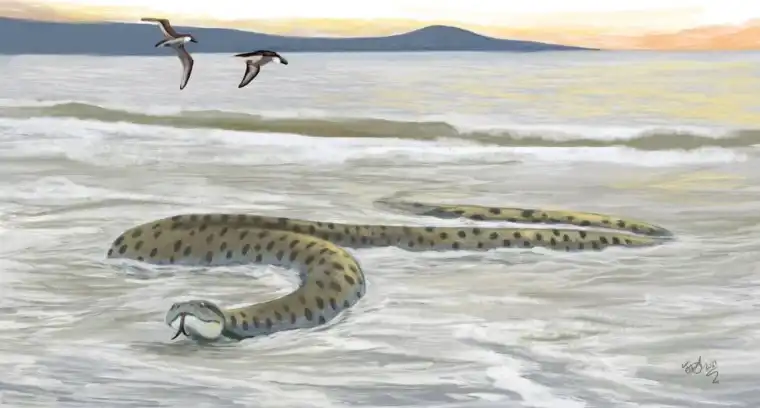 Palaeophis colossaeus