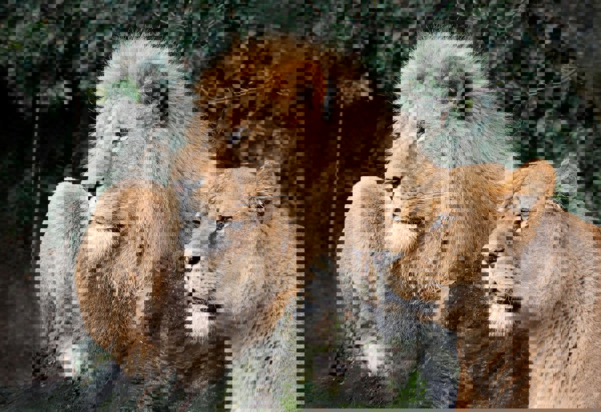 أسد يقتل حارسًا في حديقة حيوانات يابانية