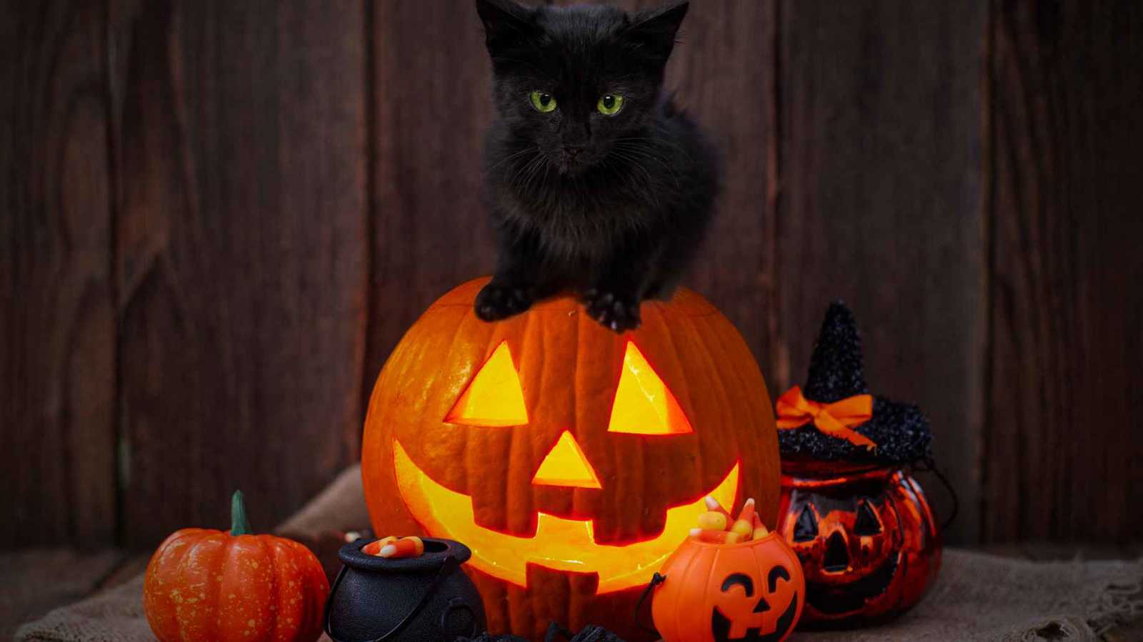 مدينة إسبانية تحظر تبنّي القطط السوداء قبل "هالوين".. لهذا السبب