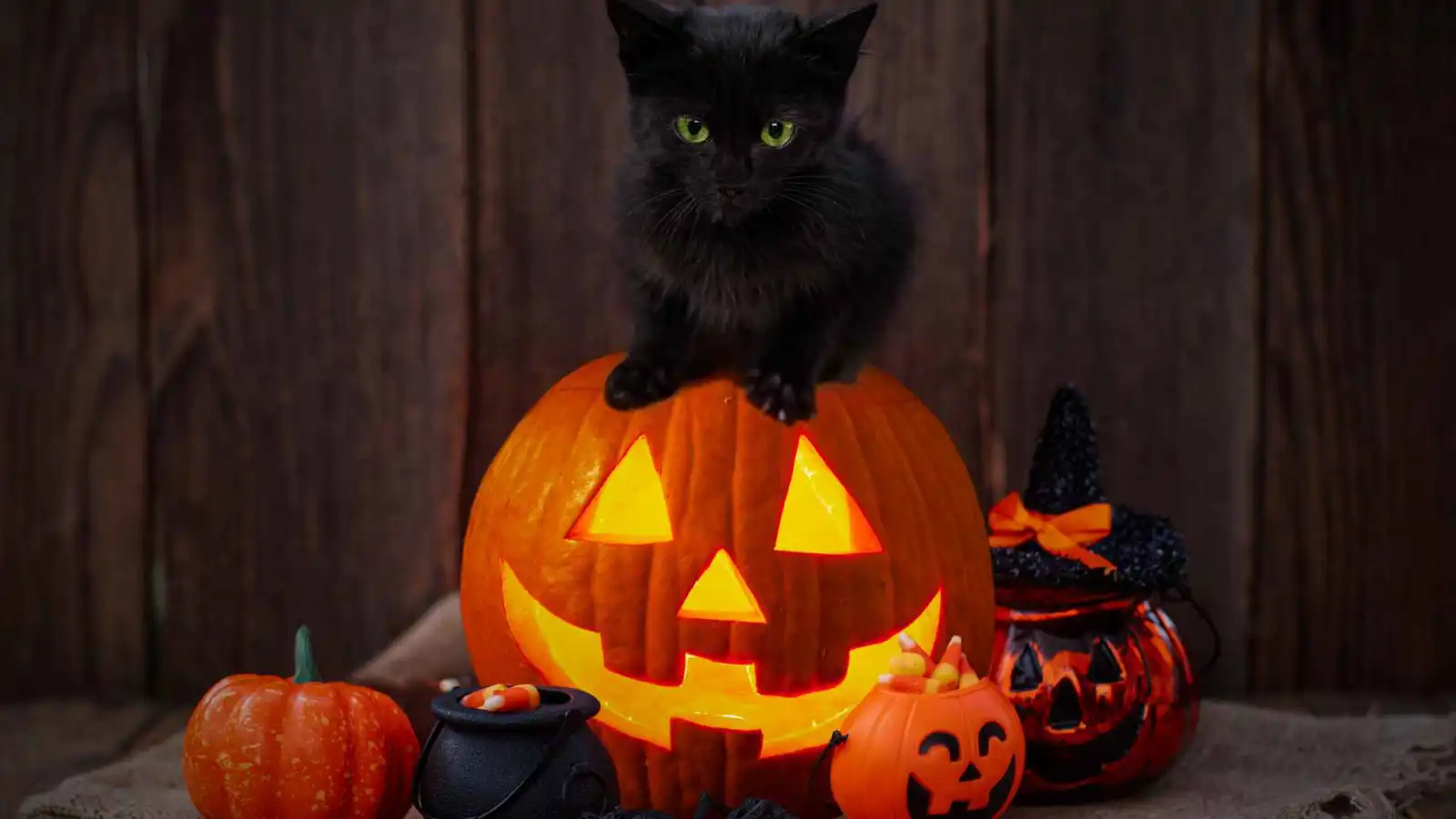 مدينة إسبانية تحظر تبنّي القطط السوداء قبل "هالوين".. لهذا السبب