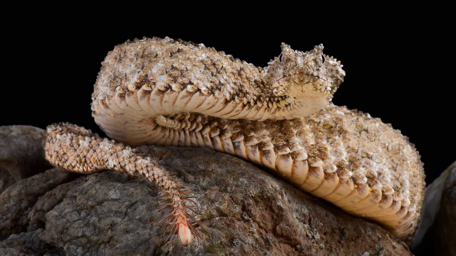 الأفعى العنكبوتية المقرّنة.. رعب يختبىء في تلال إيران (فيديو وصور)