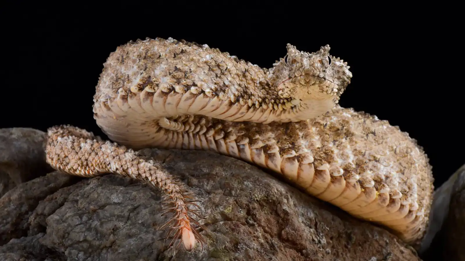 الأفعى العنكبوتية المقرّنة.. رعب يختبىء في تلال إيران (فيديو وصور)