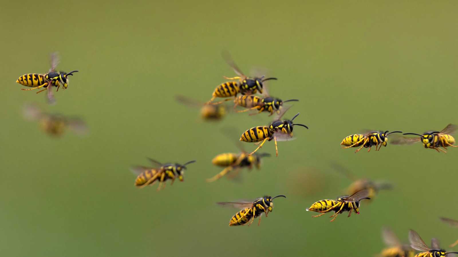 هجوم دبابير عنيف يودي بحياة طفل في تايلاند (صور)