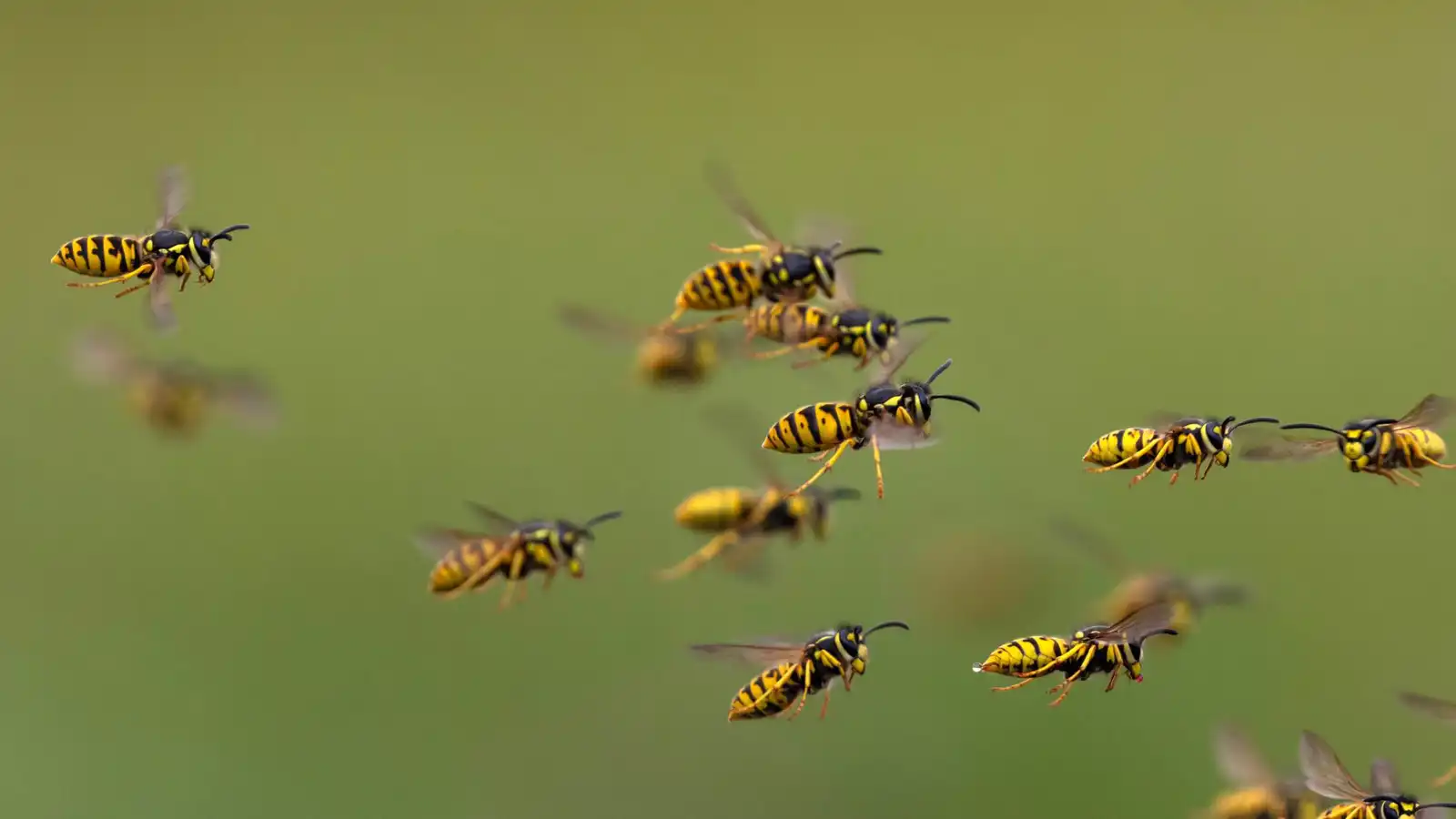 هجوم دبابير عنيف يودي بحياة طفل في تايلاند (صور)