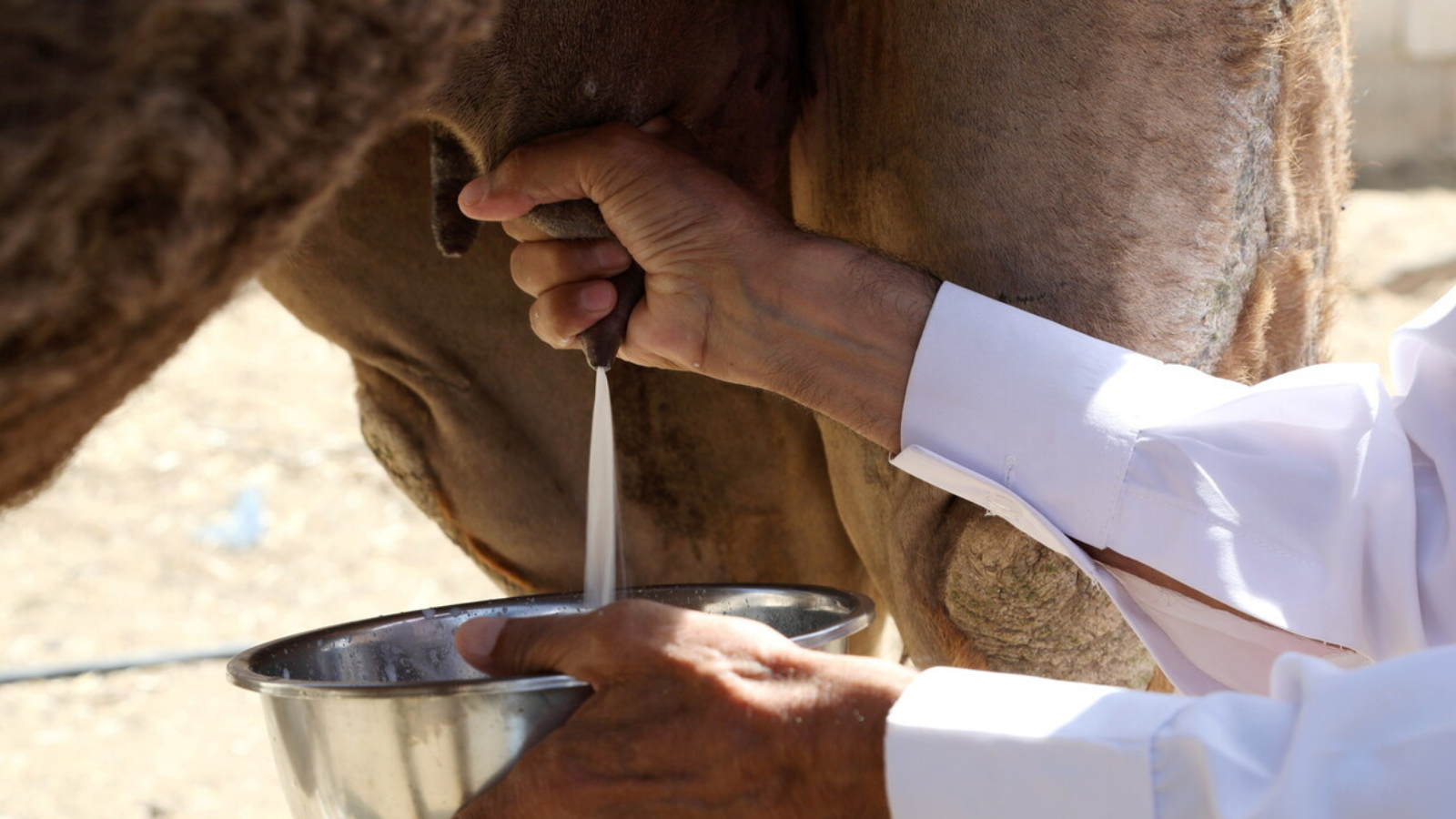 حليب الإبل.. كنز غذائي جديد في عالم التغذية