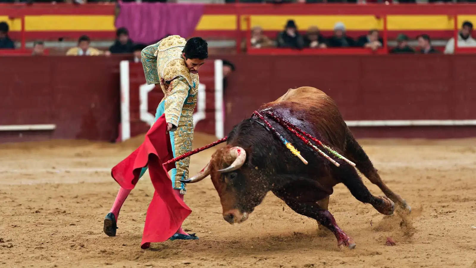 إسبانيا تقترح منع القاصرين من متابعة فعاليات مصارعة الثيران