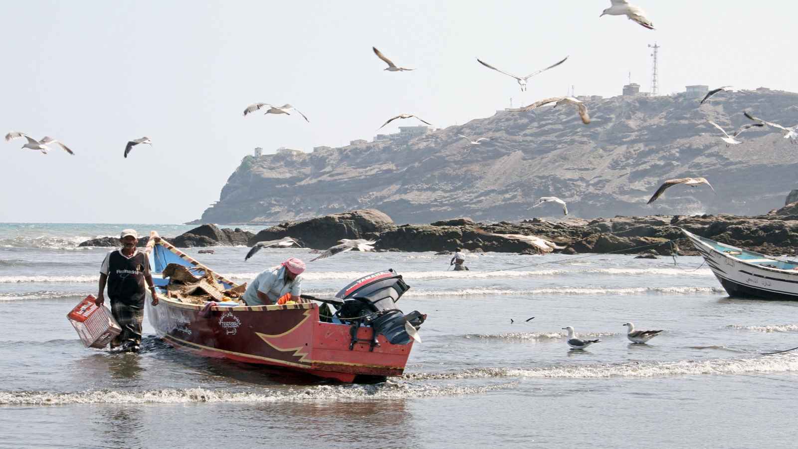 بدلاً من الأسماك.. صيادون يمنيون يعودون بقوارب مليئة بالأغنام (فيديو)