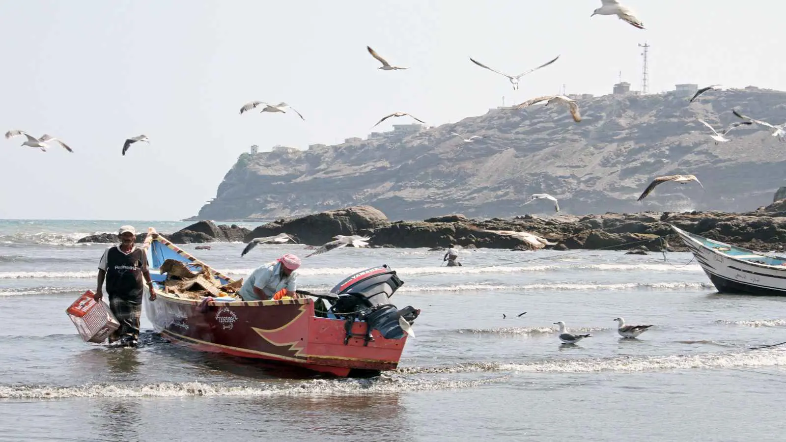 بدلاً من الأسماك.. صيادون يمنيون يعودون بقوارب مليئة بالأغنام (فيديو)