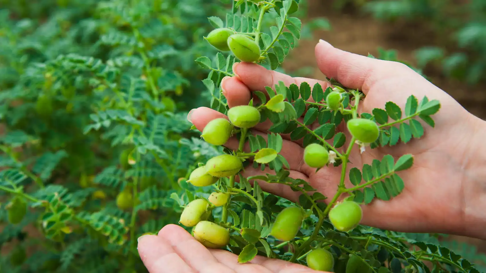 زراعة "الحمّص" في تربة تحاكي سطح القمر.. هل نجحت؟