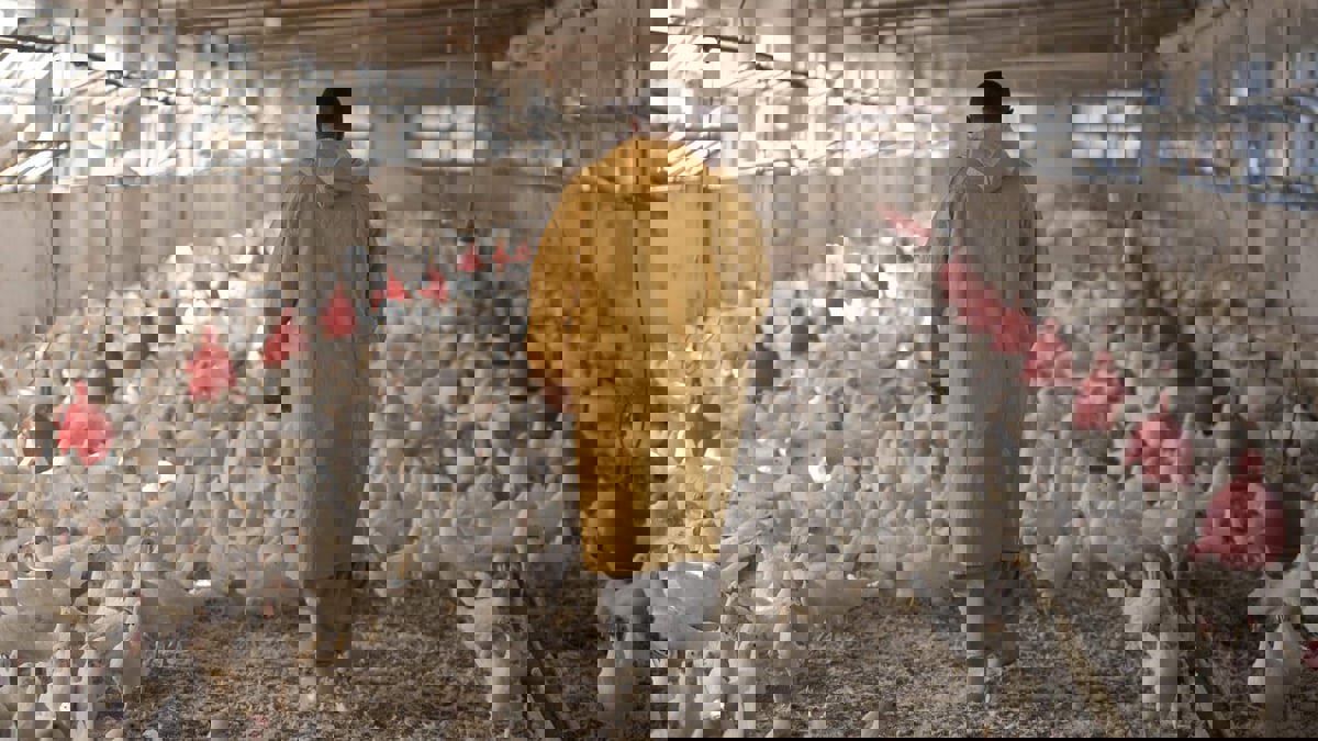 ارتفاع أسعار الأعلاف يهدد بانهيار قطاع الدواجن في مصر
