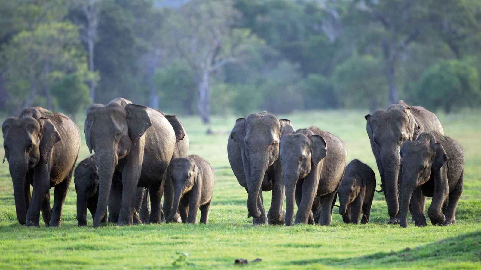 سيريلانكا.. قطار يدهس قطيع أفيال ويقتل 6 منها (صورة)