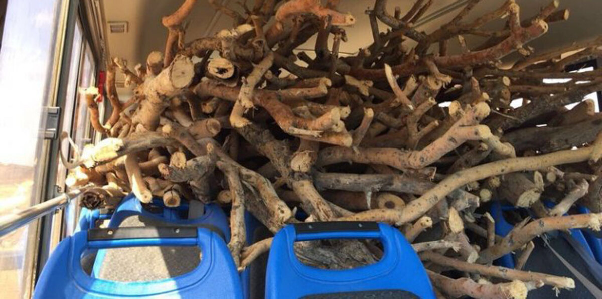 قصة الحافلة المدرسية المحملة بالحطب بدلًا من الطلاب في السعودية