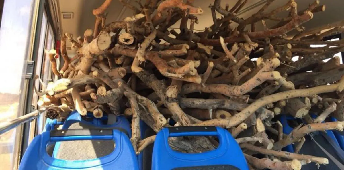 قصة الحافلة المدرسية المحملة بالحطب بدلًا من الطلاب في السعودية