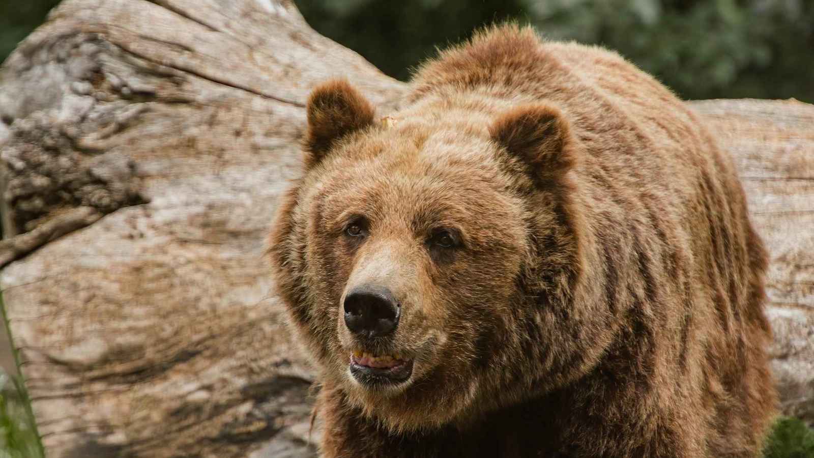 "نجاتهم معجزة".. دب يهاجم عائلة مع أطفالها في سلوفاكيا