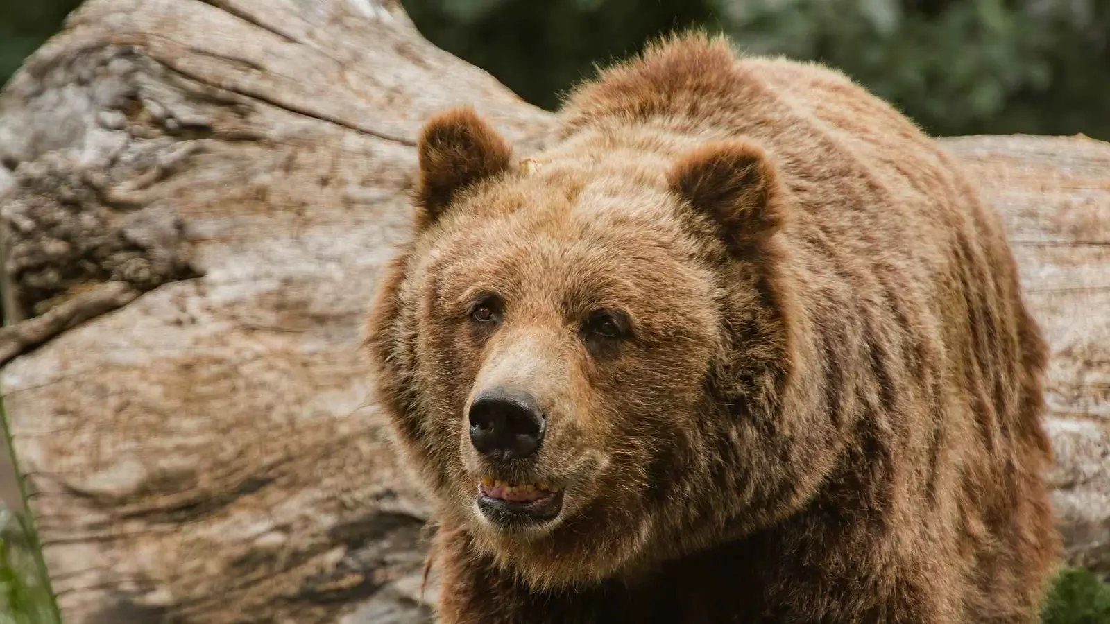 فقد وظيفته.. مسؤول مقدوني يثير الغضب بسبب "صورة مع دب"