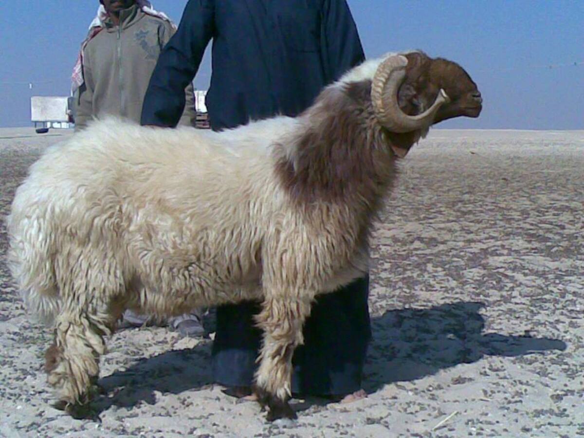 خروف بمليون ريال سعودي