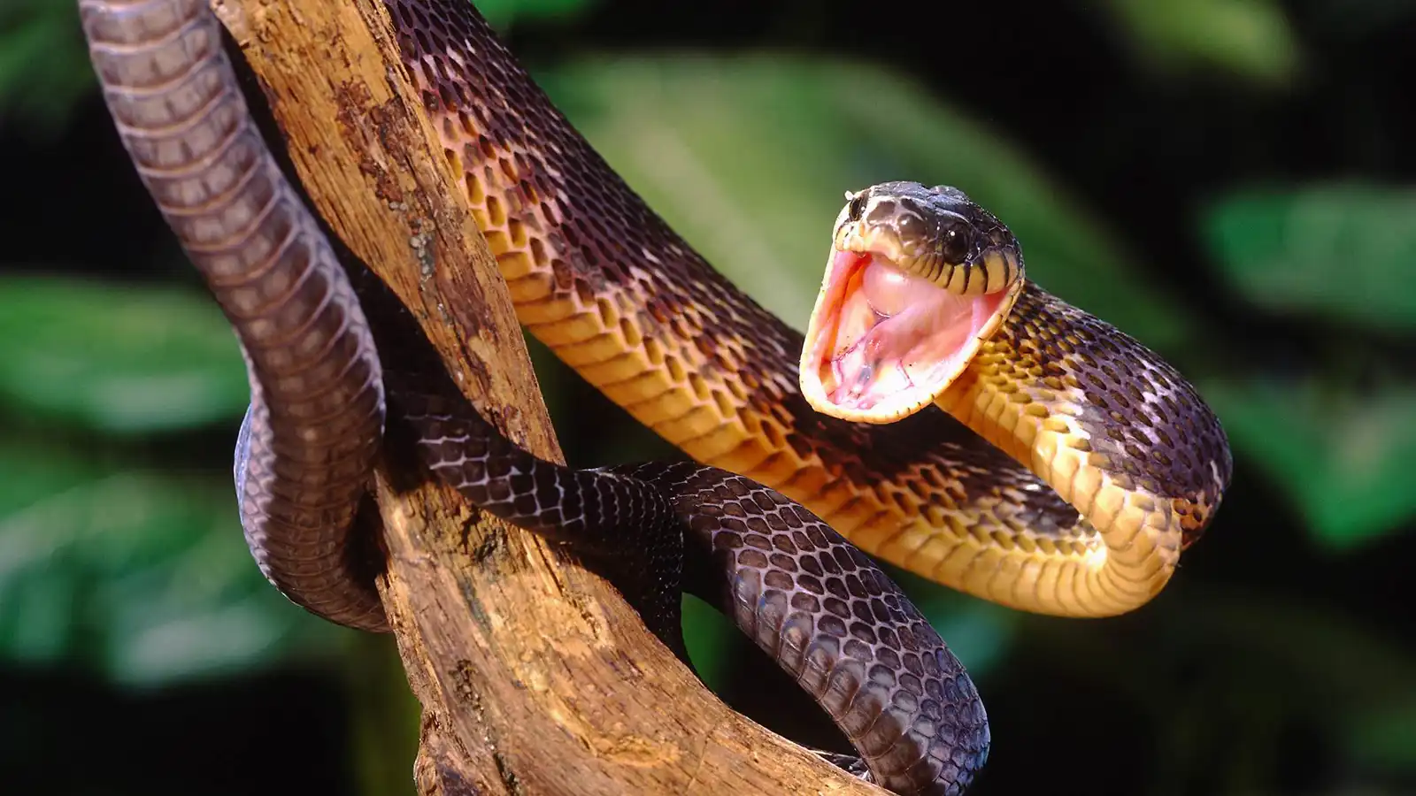 الثعابين فائقة السرعة.. لماذا لا يمكن الهروب من لدغاتها؟