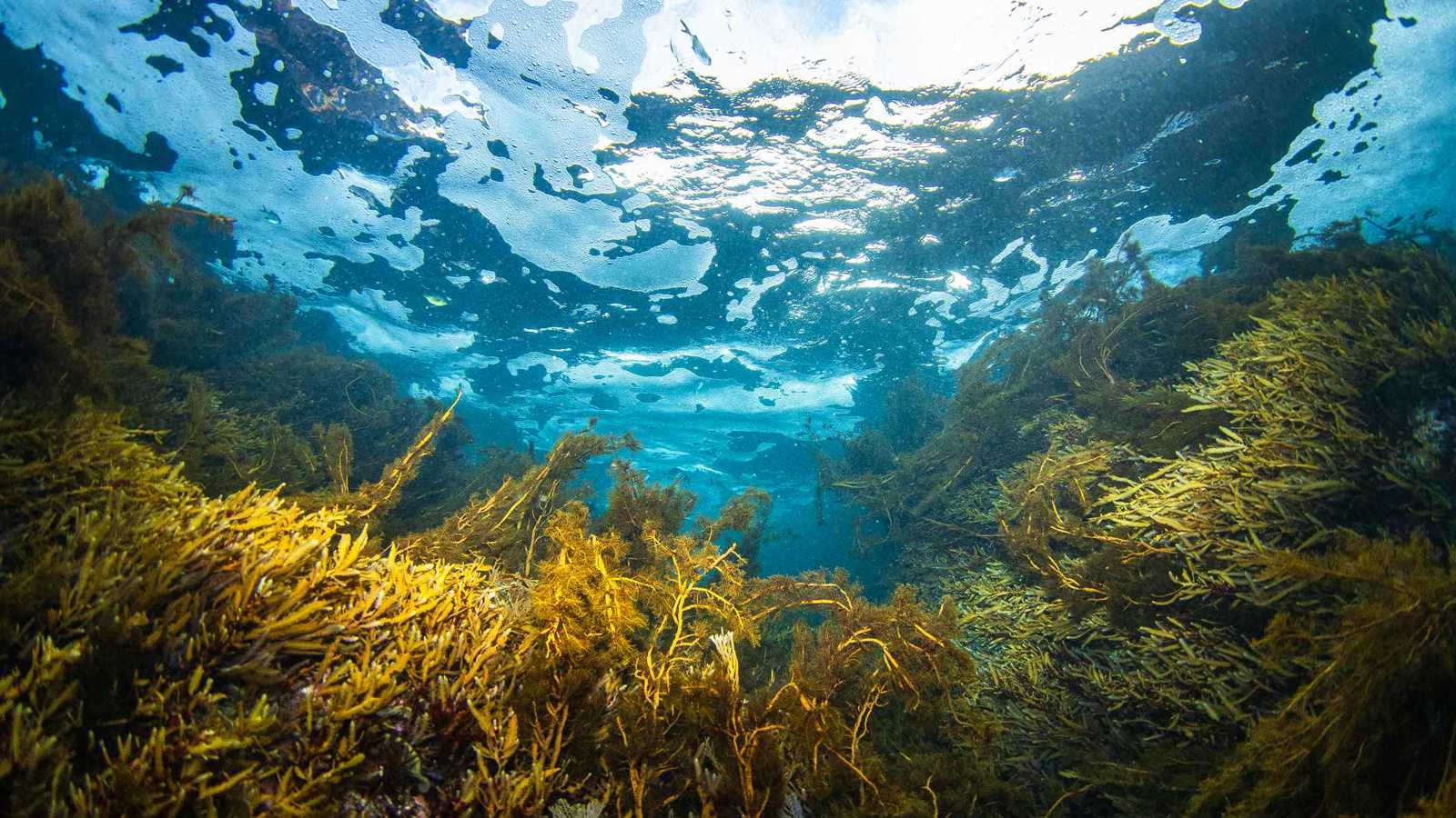 بطاريات "بحرية".. ابتكار يحول الطحالب إلى طاقة متجددة