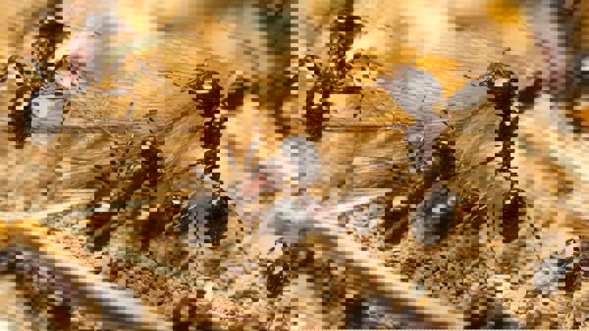 علماء يجيبون عن سؤال "كم عدد النمل الزاحف على الأرض"؟