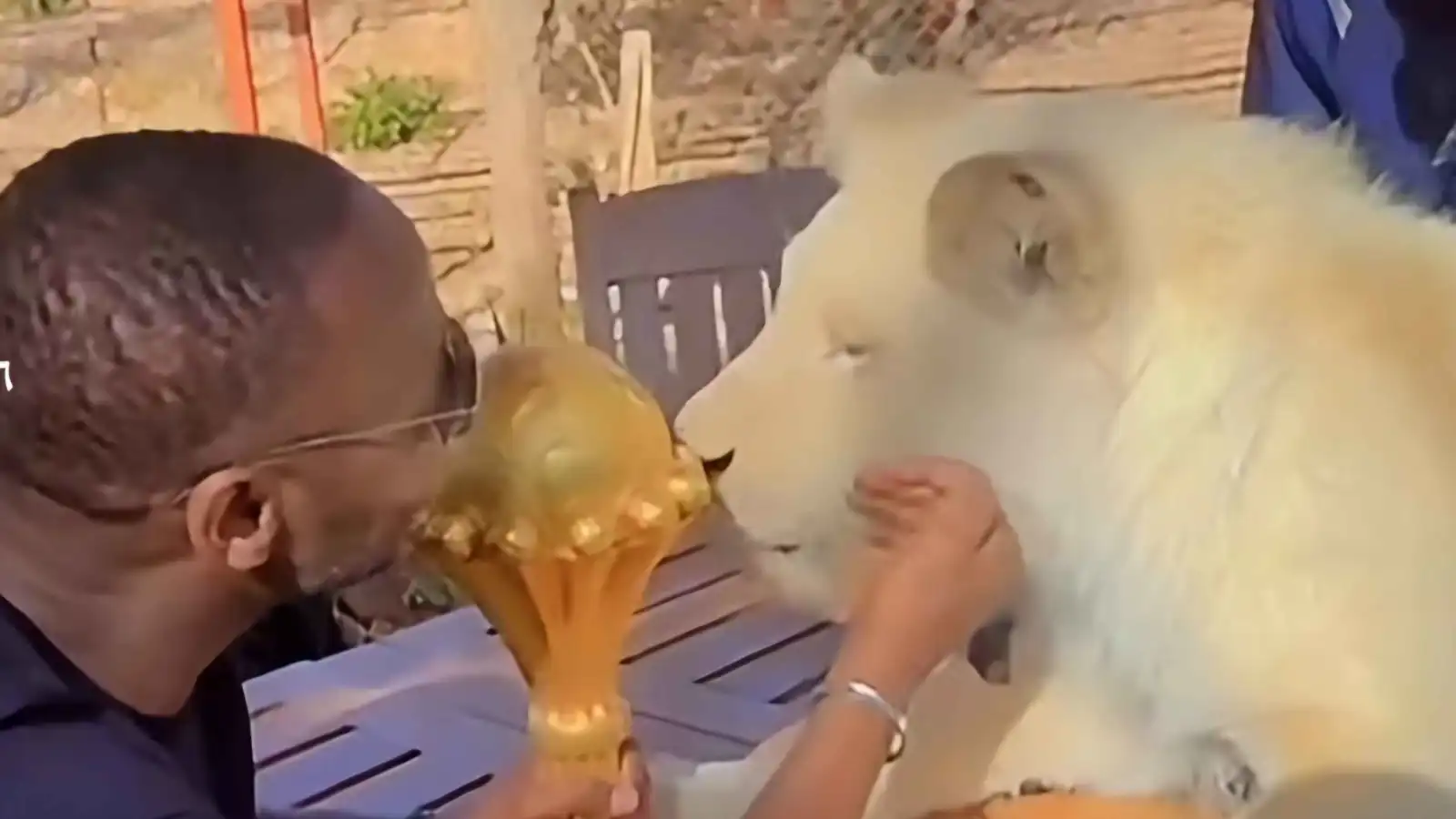 ما سر ظهور كأس إفريقيا مع مدرب السنغال بجوار أسد؟ (فيديو)