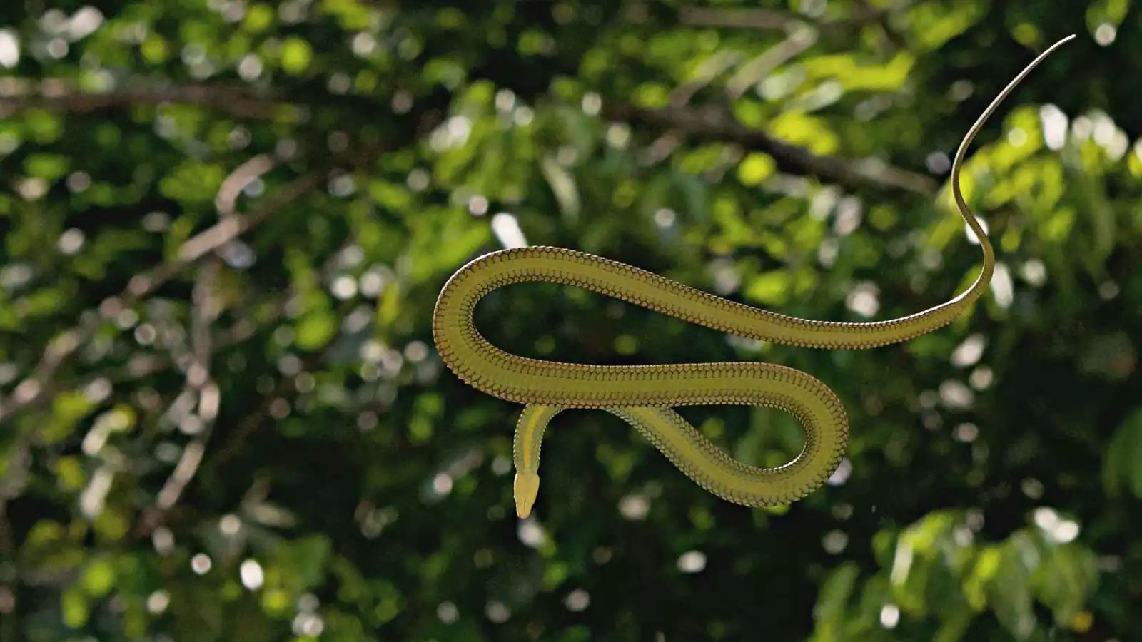ثعبان الجنة الطائر.. أفعى كسرت قوانين الجاذبية