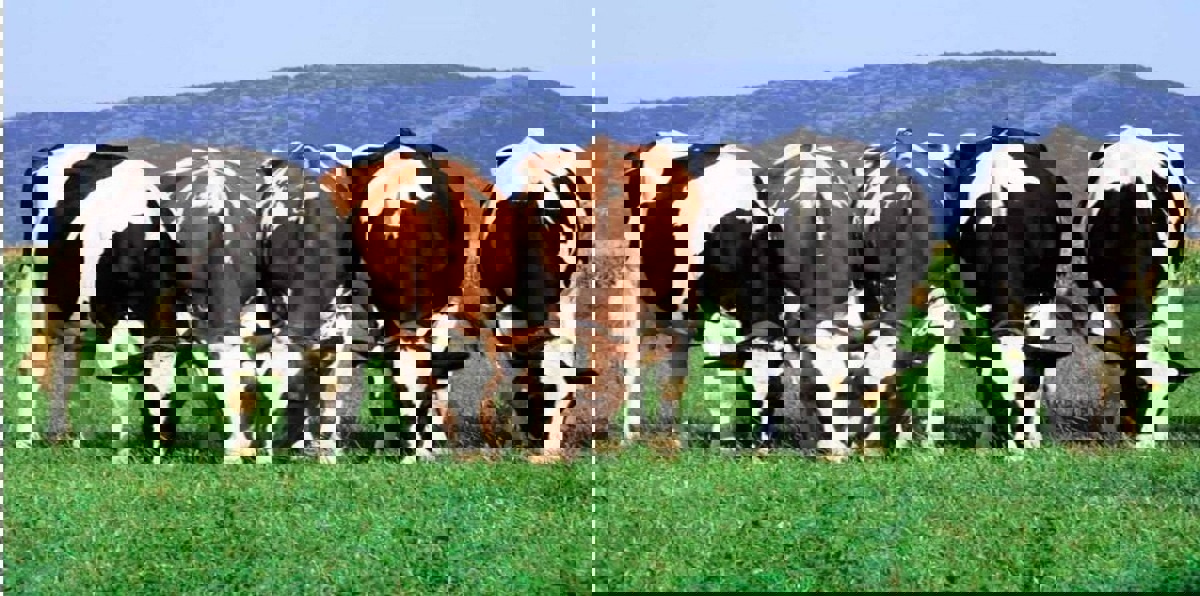 العلماء يُطوّرون "بقرة المستقبل" مُقاومة للاحتباس الحراري