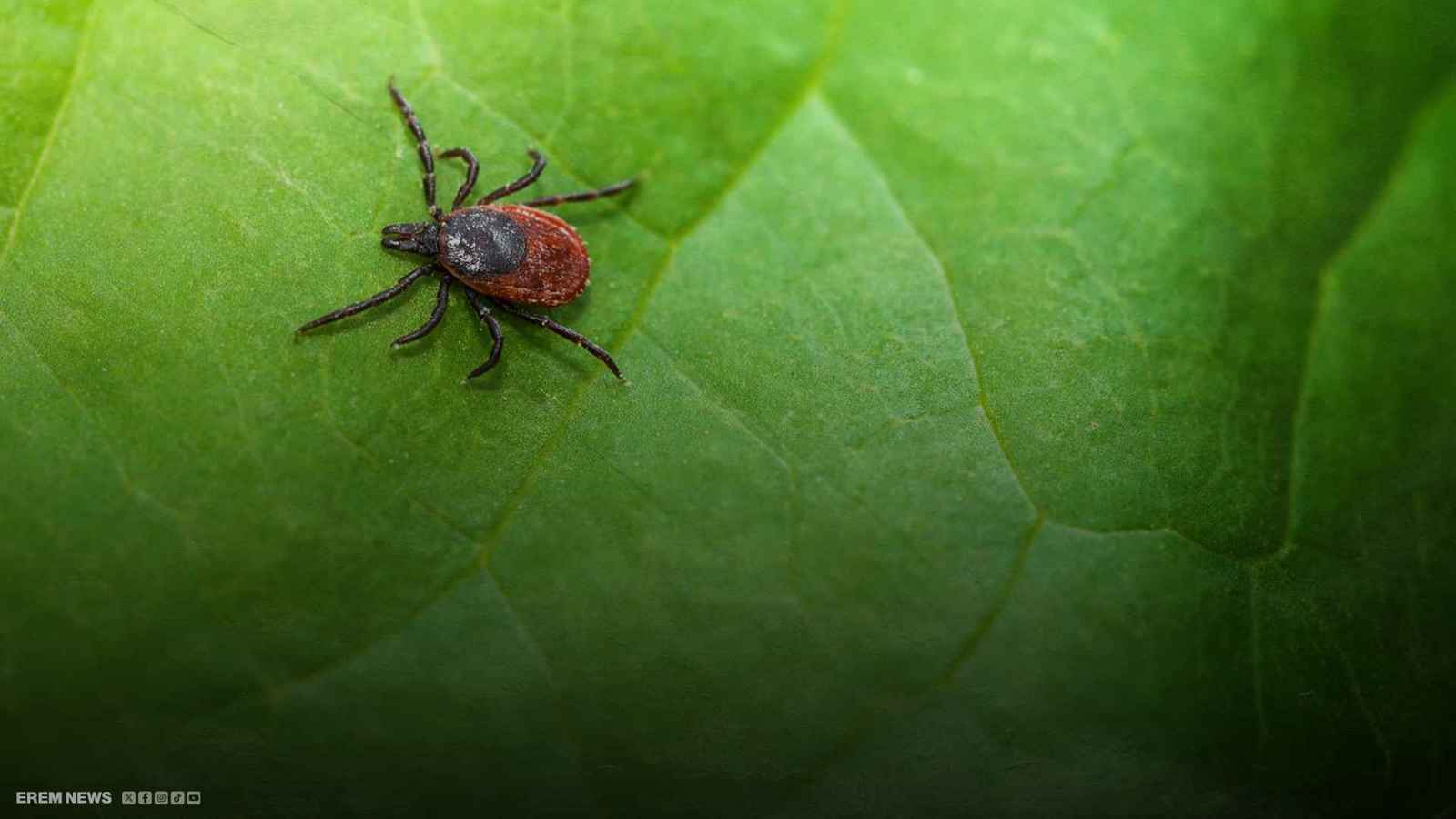 سكان إسطنبول في خطر.. حشرة تثير الذعر في تركيا (فيديو إرم)