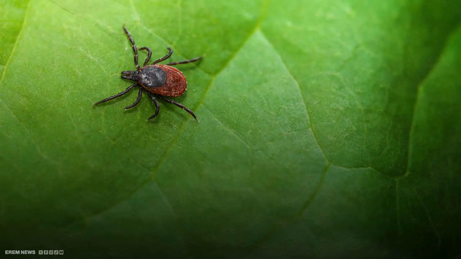 سكان إسطنبول في خطر.. حشرة تثير الذعر في تركيا (فيديو إرم)