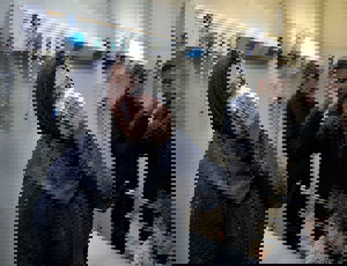 في أنّ قوّة «حلّ الدولتين» نابعة من استحالة بدائله