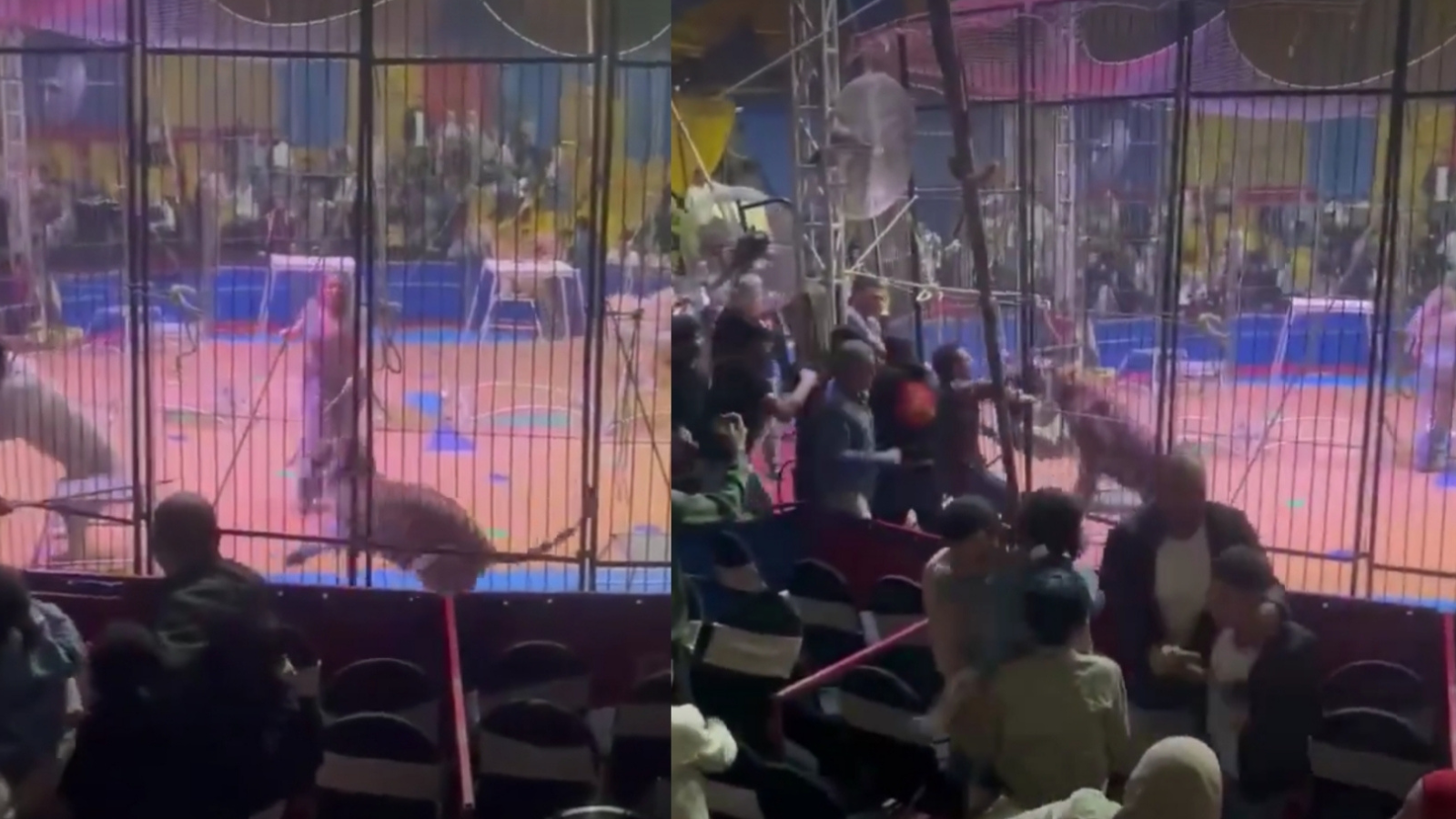 بعد حادثة النمر.. إزالة سيرك طنطا ومنع إقامة أي عروض