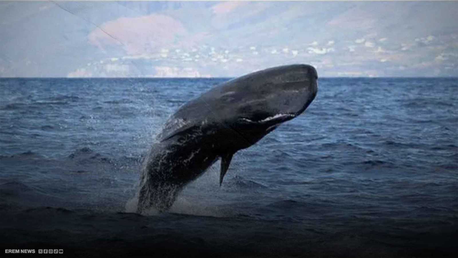 علماء يفكون الشفرة الصوتية المعقدة للحيتان.. ماذا اكتشفوا؟