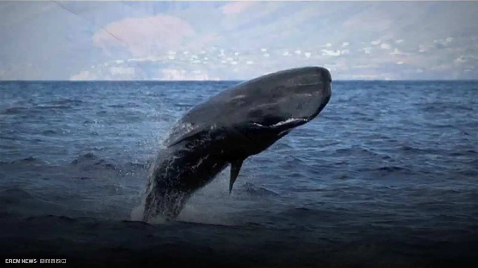 علماء يفكون الشفرة الصوتية المعقدة للحيتان.. ماذا اكتشفوا؟