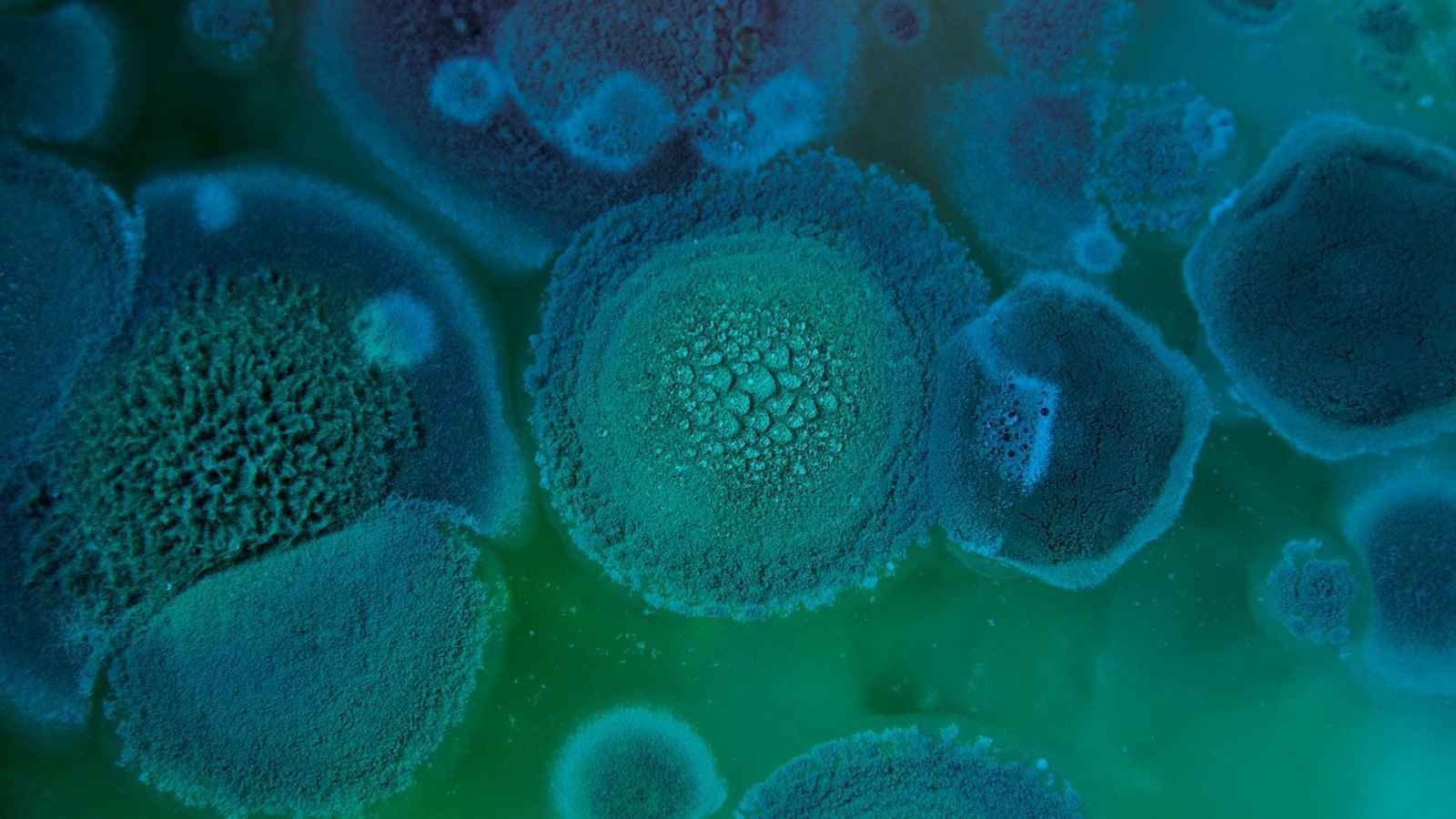 تحذيرات من انتشار فطريات خطيرة بسبب تغير المناخ