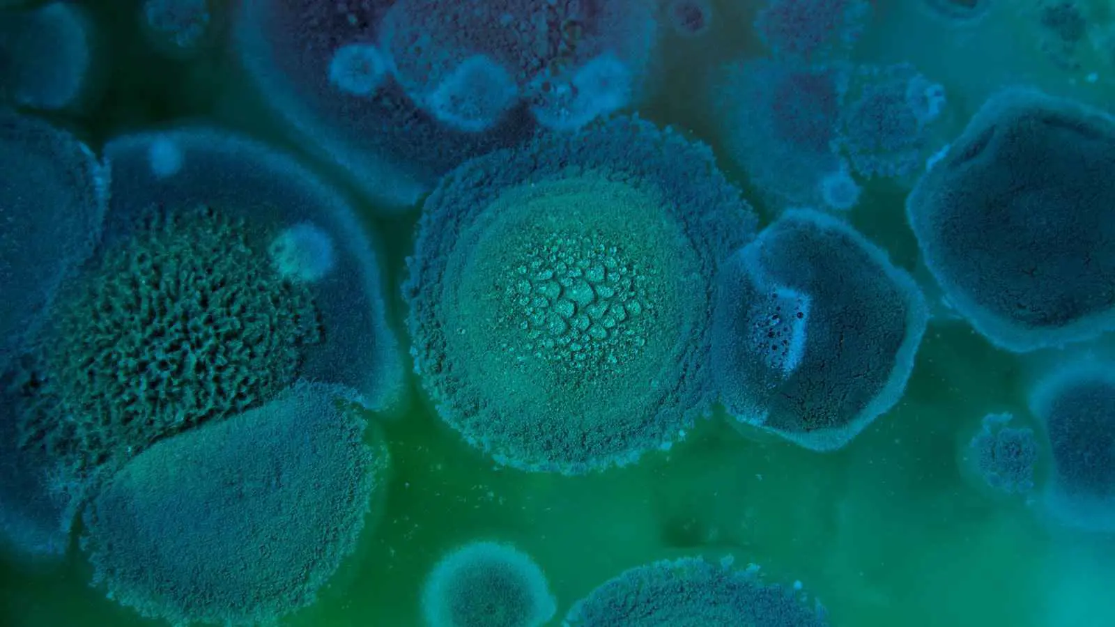 تحذيرات من انتشار فطريات خطيرة بسبب تغير المناخ