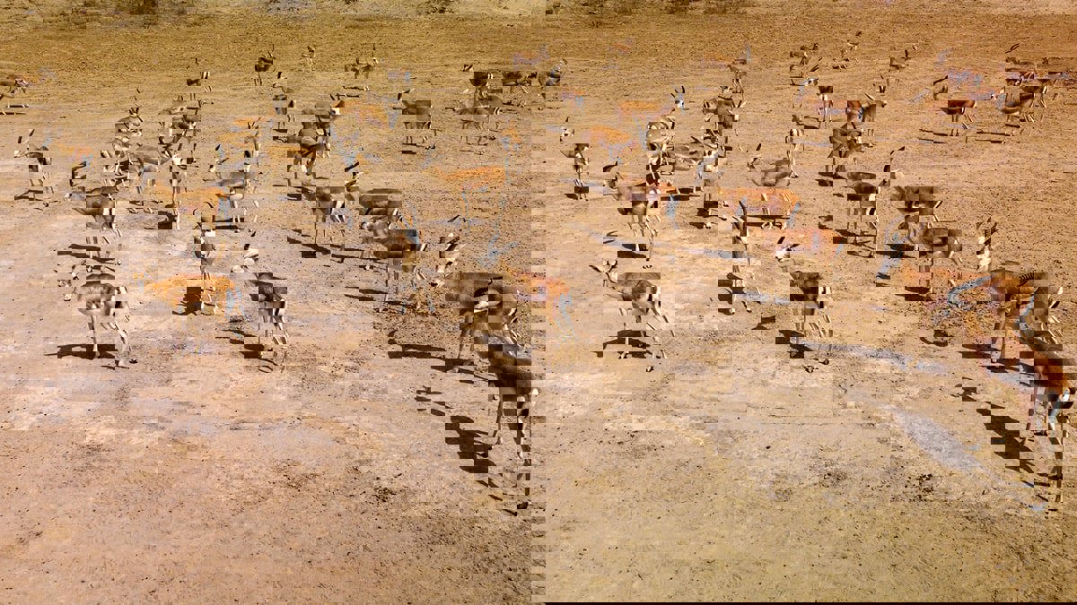 غزلان الريم في العراق تهلك بسبب الجوع