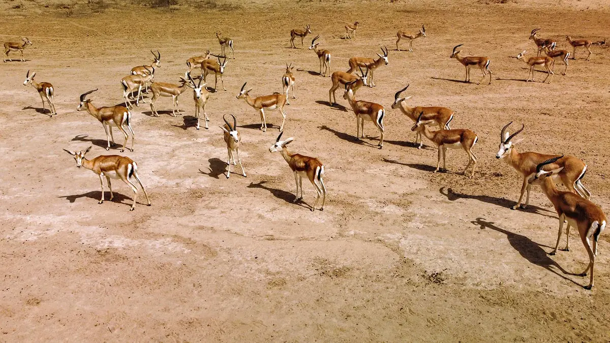 غزلان الريم في العراق تهلك بسبب الجوع