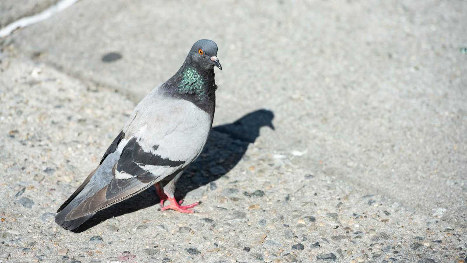 بعد الأسماك.. نفوق جماعي للطيور بسبب ملوحة المياه في العراق (فيديو)