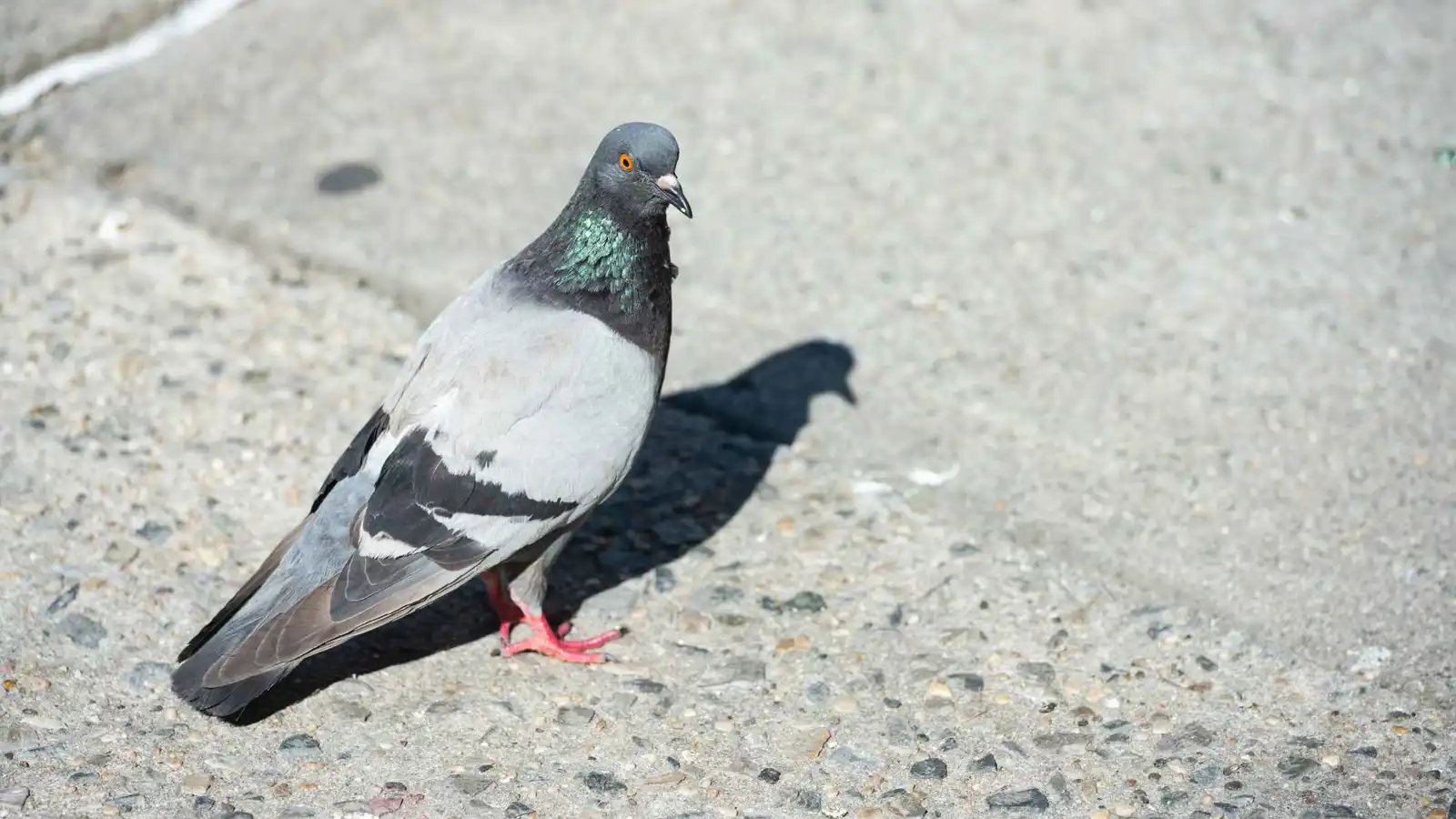 بعد الأسماك.. نفوق جماعي للطيور بسبب ملوحة المياه في العراق (فيديو)