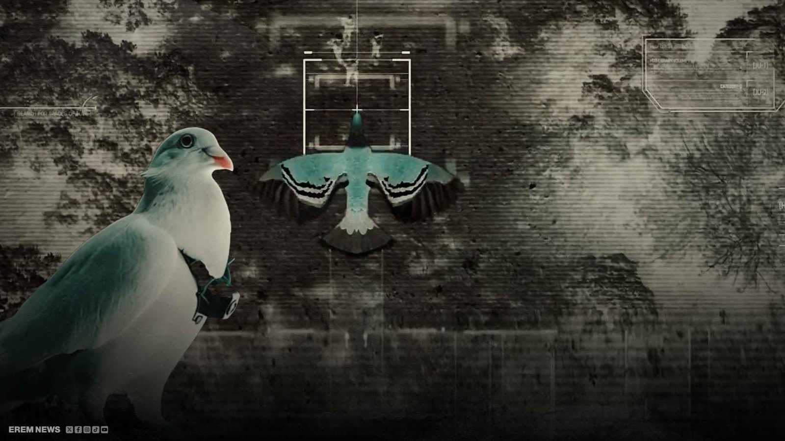 من رمز للسلام إلى أداة تجسس.. ما قصة الحمام الروسي المعدّل تقنيًا؟ (فيديو إرم)