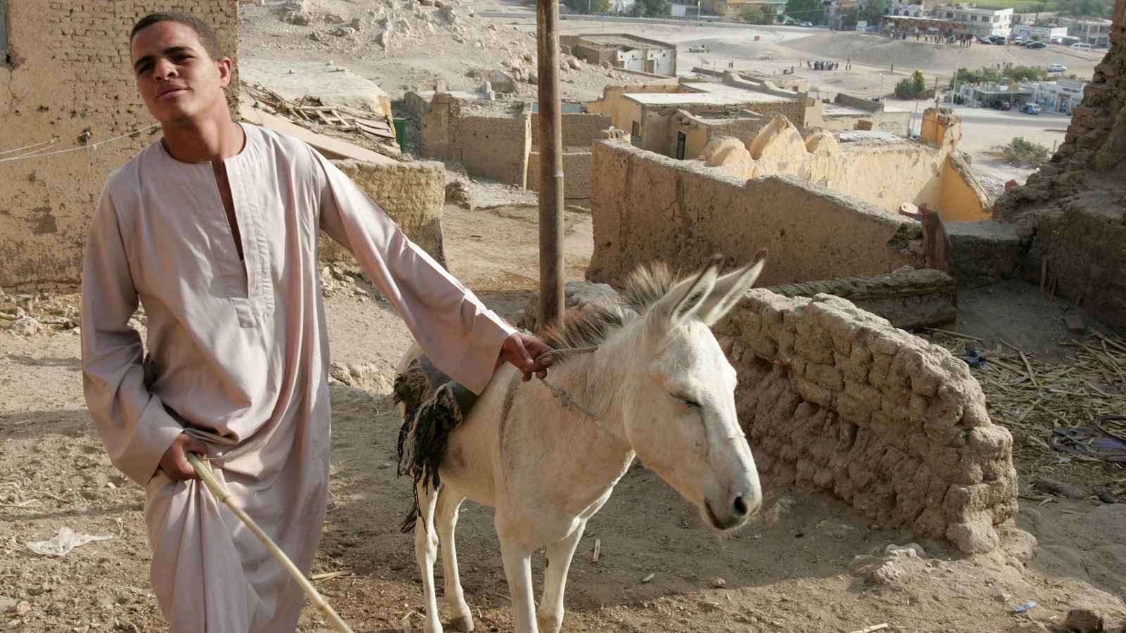 بسبب حمار.. سيدة أجنبية تعتدي على شاب مصري (فيديو)